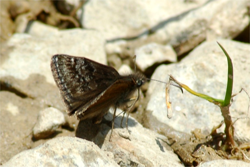 Erynnis tages